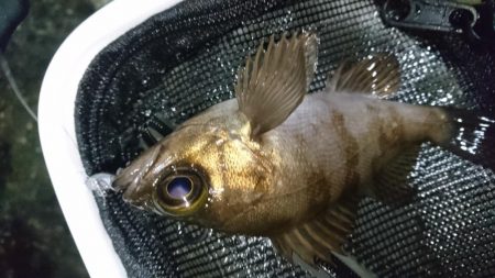 メバリング！！