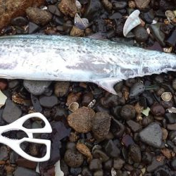 シーバス欲しくて…