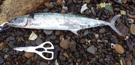 シーバス欲しくて…