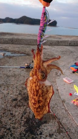 今日はいまいち