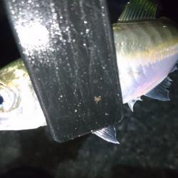 今夜もアジ！！