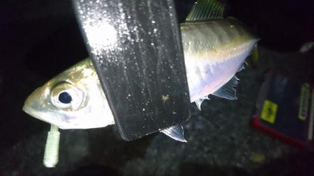 今夜もアジ！！