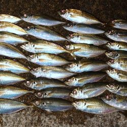 引き続きアジ好調です!