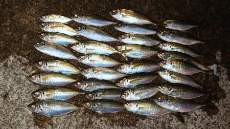 引き続きアジ好調です！