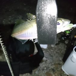 今夜もアジ！！