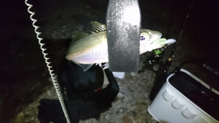 今夜もアジ！！