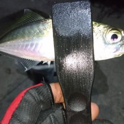 淡路でアジング！！