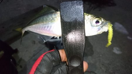 淡路でアジング！！