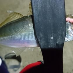 少しだけアジング！！