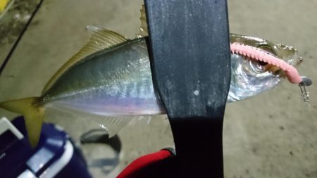 少しだけアジング！！