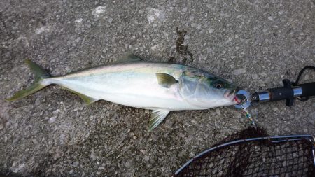 ショアジギング