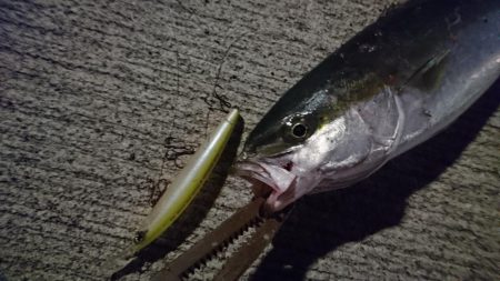 シーバス狙いのはずが