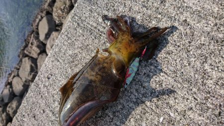 ショアジギング?