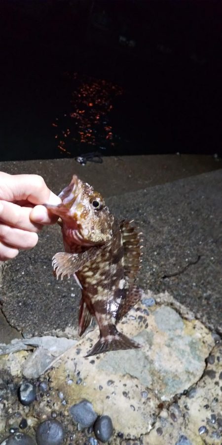 港内での根魚との戯れ