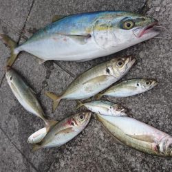 ハマチ、デカアジ、コアジ、など