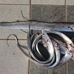 タチウオ冬シーズン到来激アツ