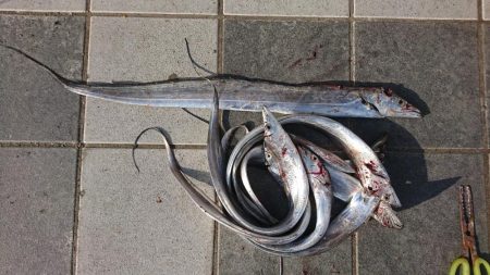 タチウオ冬シーズン到来激アツ