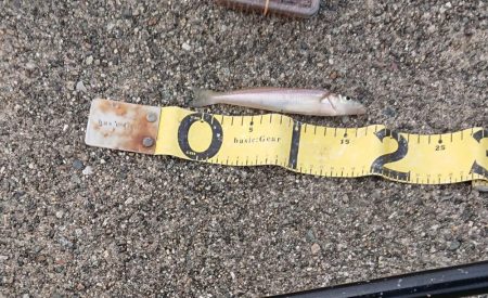 キスのちょい投げ釣り