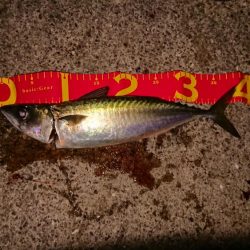 ボウズを覚悟したときに