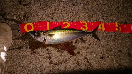 ボウズを覚悟したときに