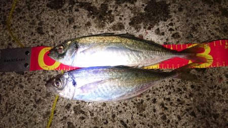 狙いはメガアジ、タッチー