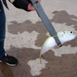 釣り納め（2回目）