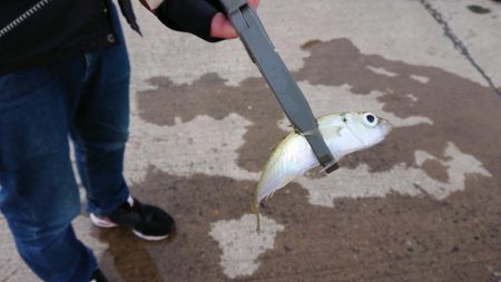 釣り納め（2回目）