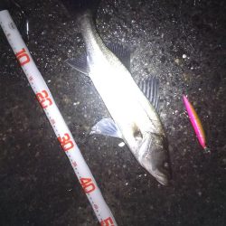 シーバスマイワシパターン