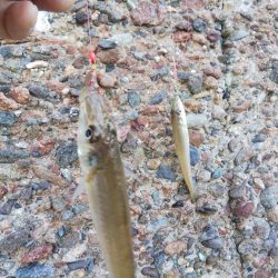 今日は当たり少ない⁉️