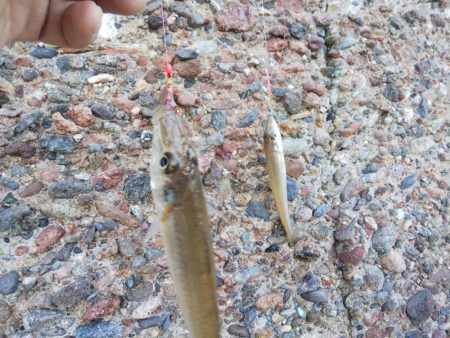 今日は当たり少ない⁉…