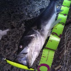 何か釣れるかな