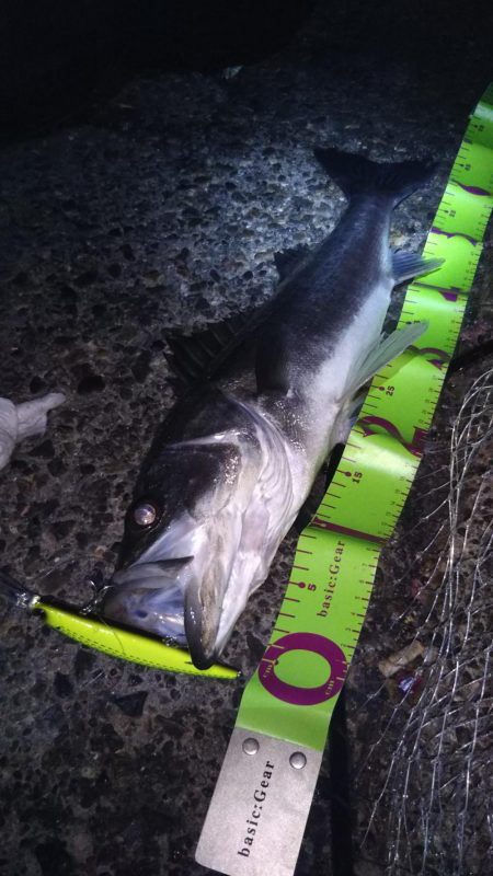 何か釣れるかな