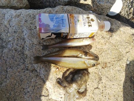 今日も寂しい釣果‼þ…