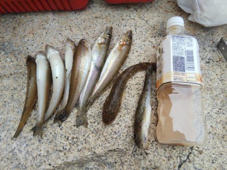 キス狙いの釣行