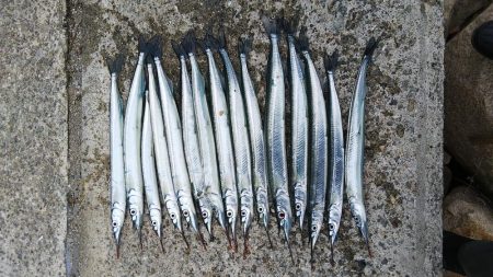 釣納めのサヨリちゃん