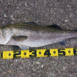 スズキ持ち帰りました