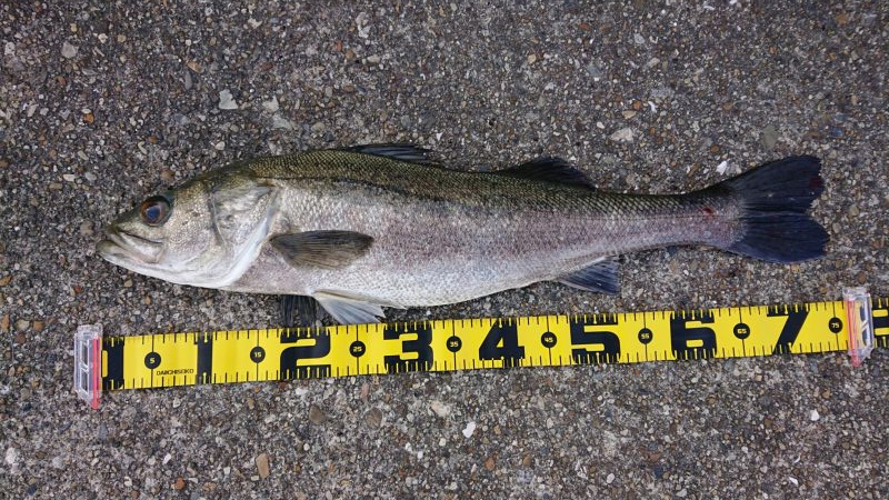 スズキ持ち帰りました