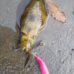 12月なのに超新子