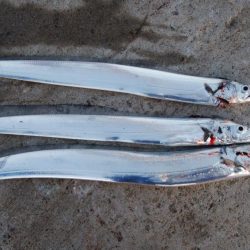 タチウオ終盤戦好調