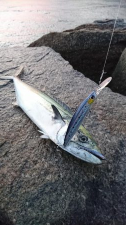 ジャスト６０センチ