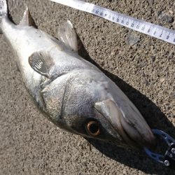 青物のはずがシーバス