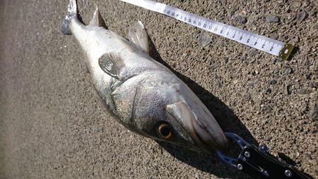 青物のはずがシーバス