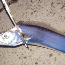 久々にタチウオ釣れた