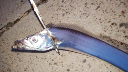 久々にタチウオ釣れた