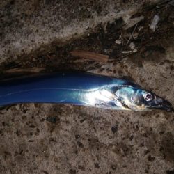 タチウオ最終盤