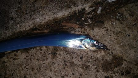 タチウオ最終盤