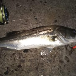 ぶらシーバス!!