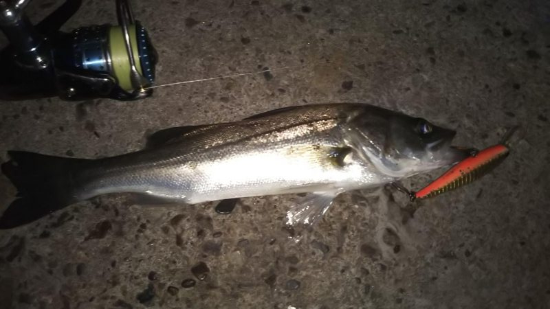 ぶらシーバス!!