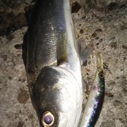 ぶらシーバス！！