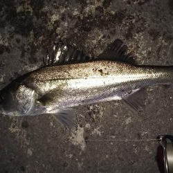 ぶらシーバス！！